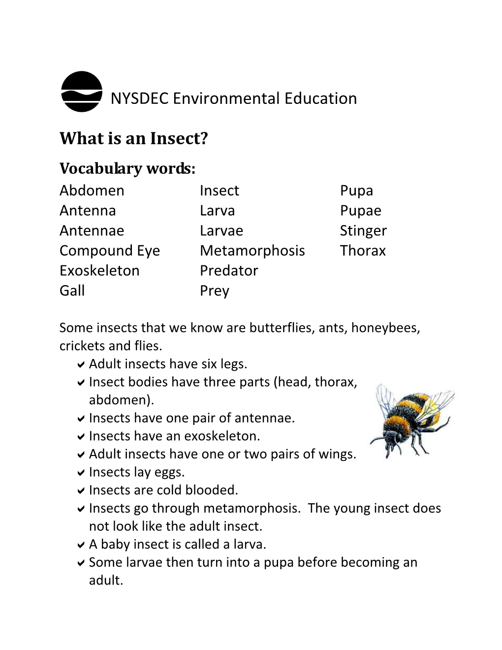 What Is an Insect? Vocabulary Words: Abdomen Insect Pupa Antenna Larva Pupae Antennae Larvae Stinger Compound Eye Metamorphosis Thorax Exoskeleton Predator Gall Prey