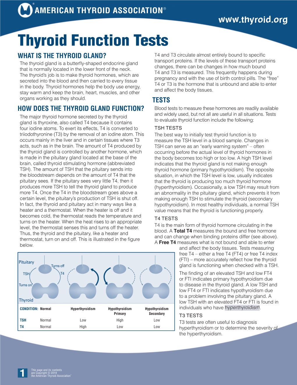 Thyroid Function Tests WHAT IS the THYROID GLAND? T4 and T3 Circulate Almost Entirely Bound to Specific Transport Proteins