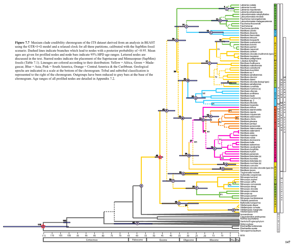 Figure 7.7 Maxium Clade Credibility Chronogram of the ITS Dataset