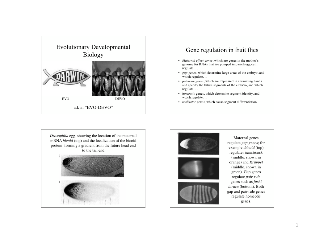 Evolutionary Developmental Biology Gene Regulation in Fruit Flies