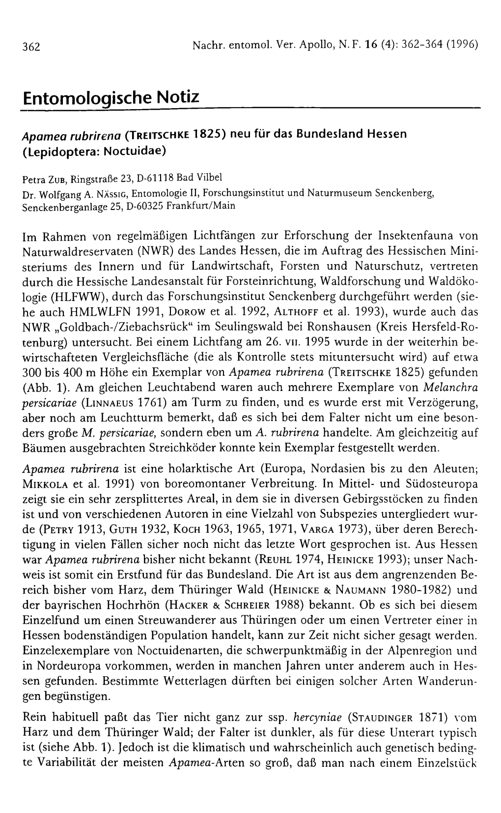 Apamea Rubrirena (Treitschke 1825) Neu Für Das Bundesland Hessen (Lepidoptera: Noctuidae)