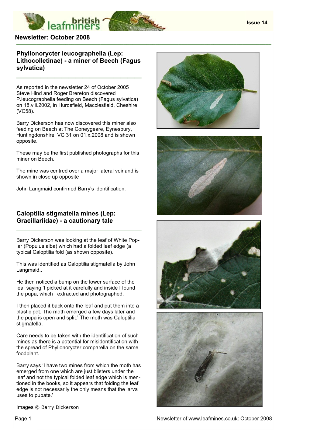 Phyllonorycter Leucographella (Lep: Lithocolletinae) - a Miner of Beech (Fagus Sylvatica) ______