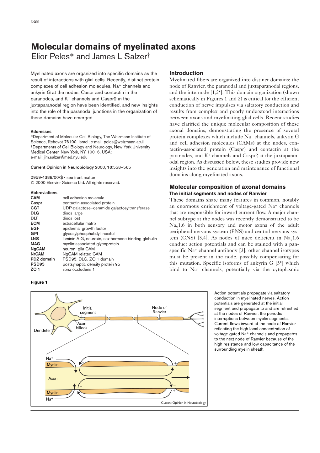 Molecular Domains of Myelinated Axons Elior Peles* and James L Salzer†