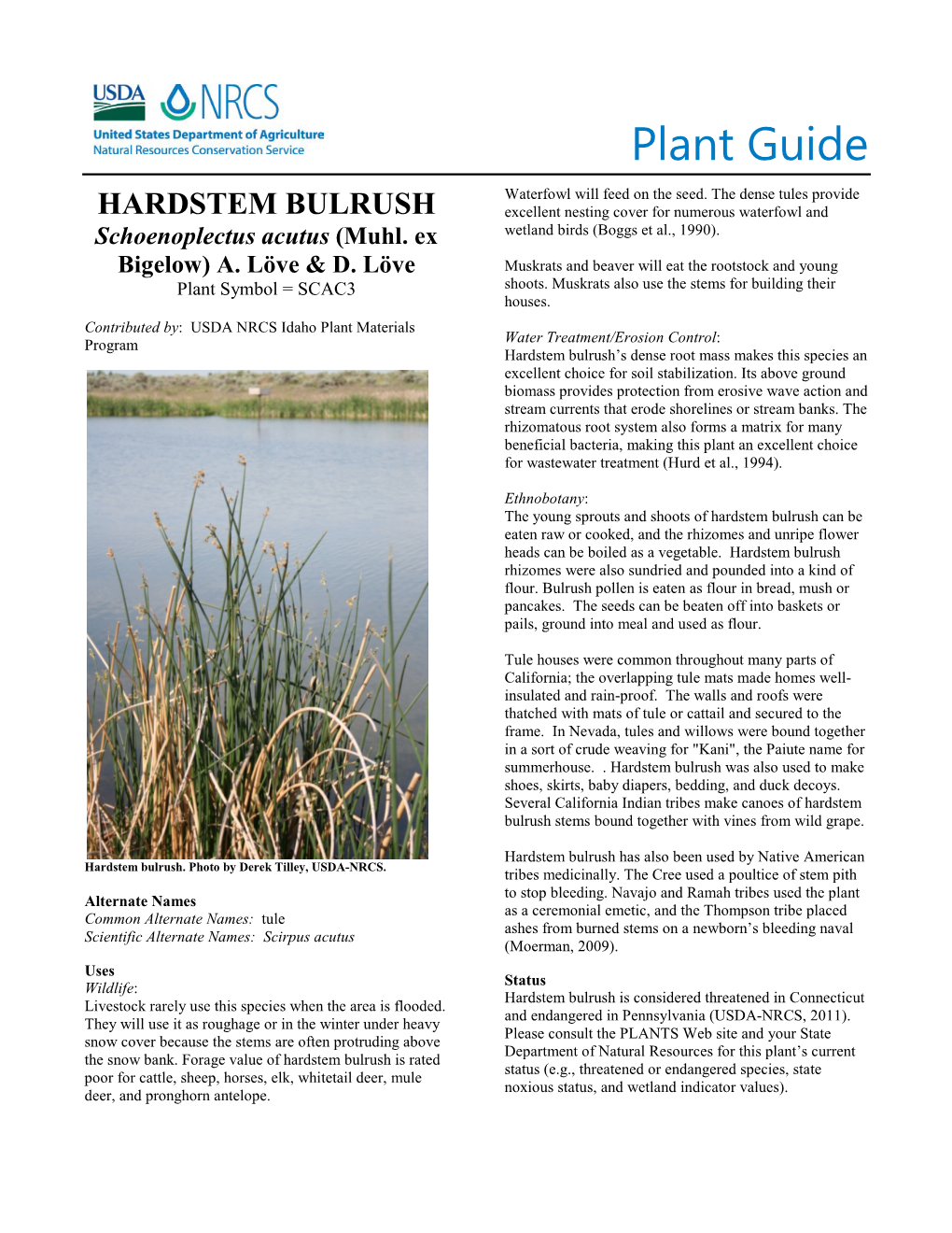 Plant Guide for Hardstem Bulrush (Schoenoplectus Acutus)