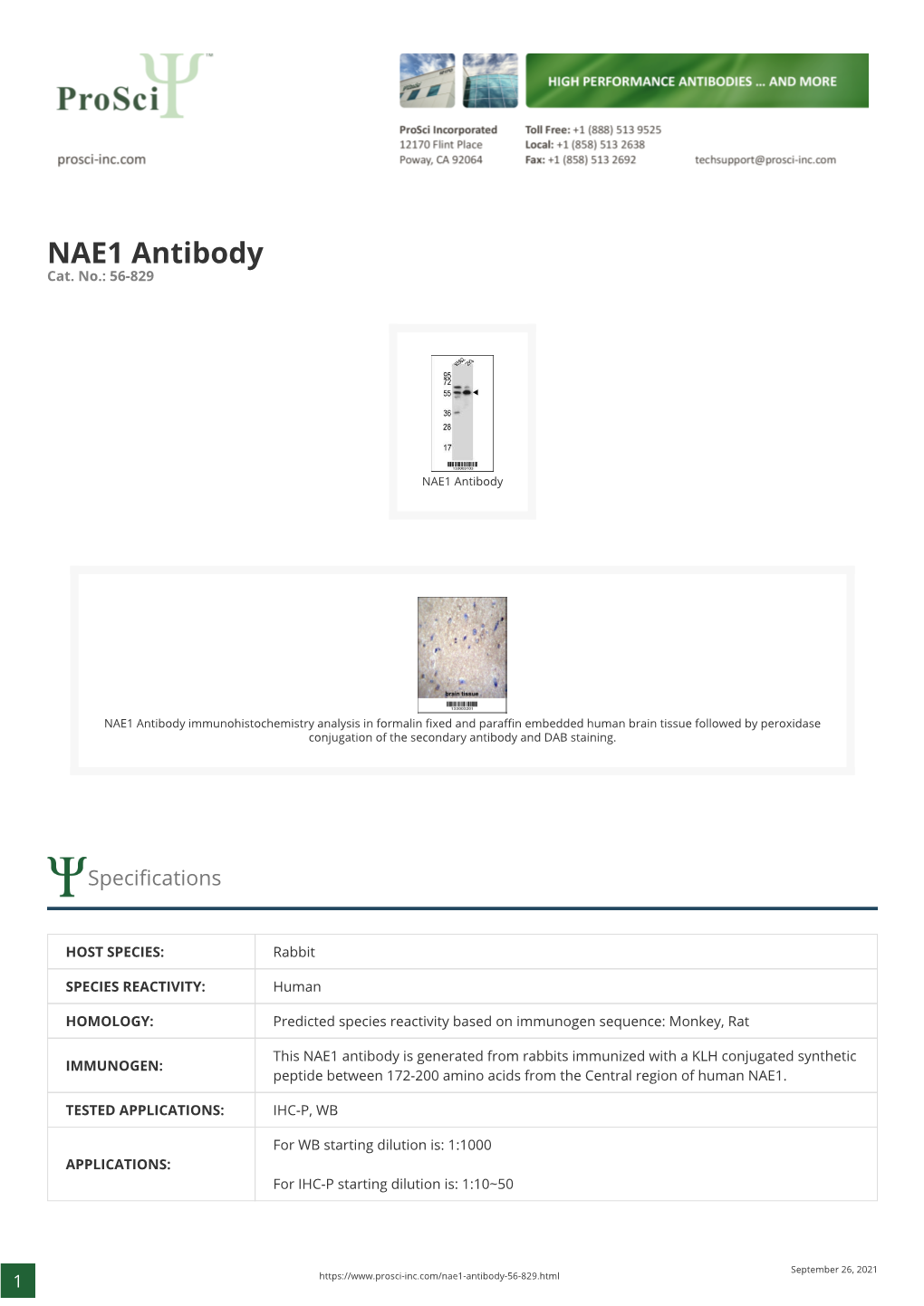 NAE1 Antibody Cat
