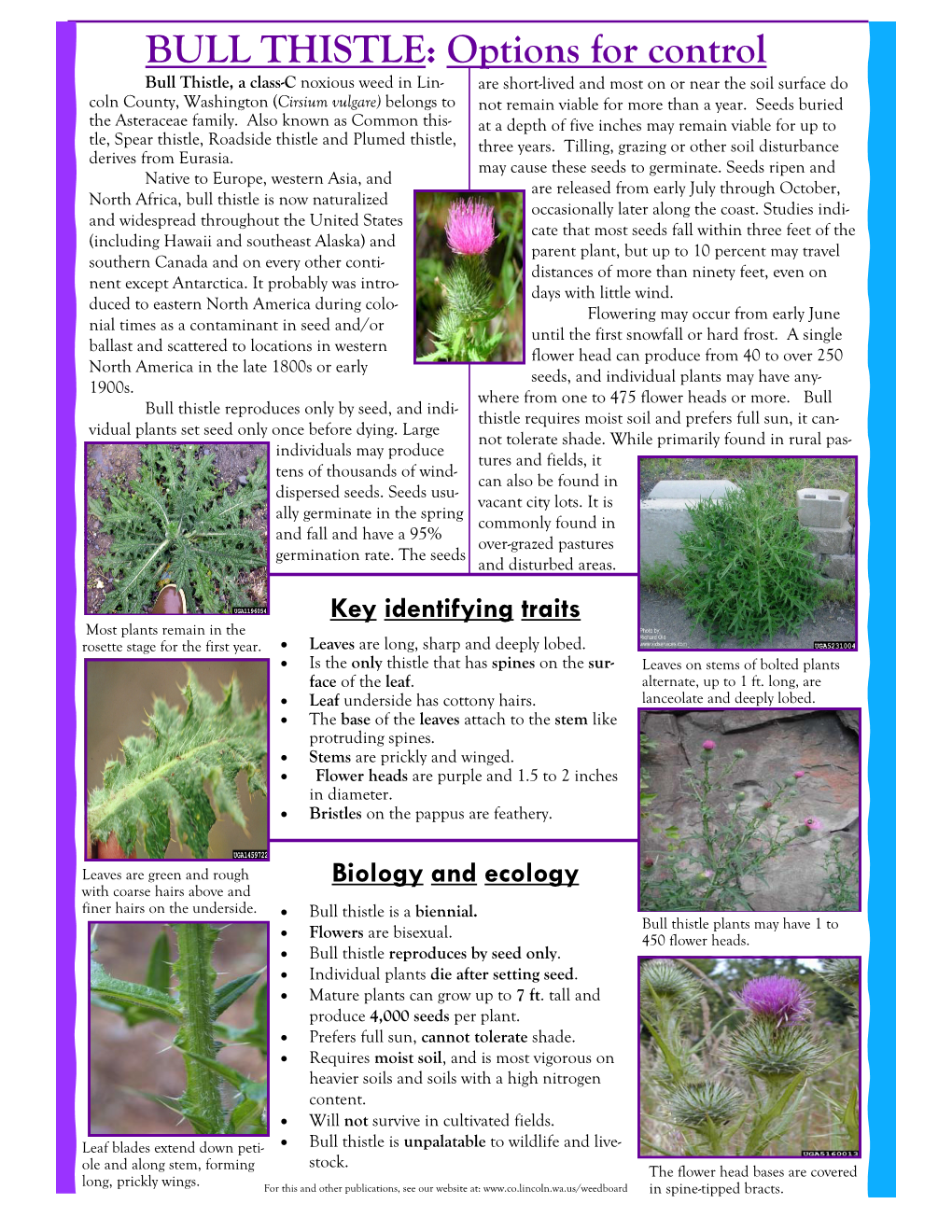 BULL THISTLE: Options for Control