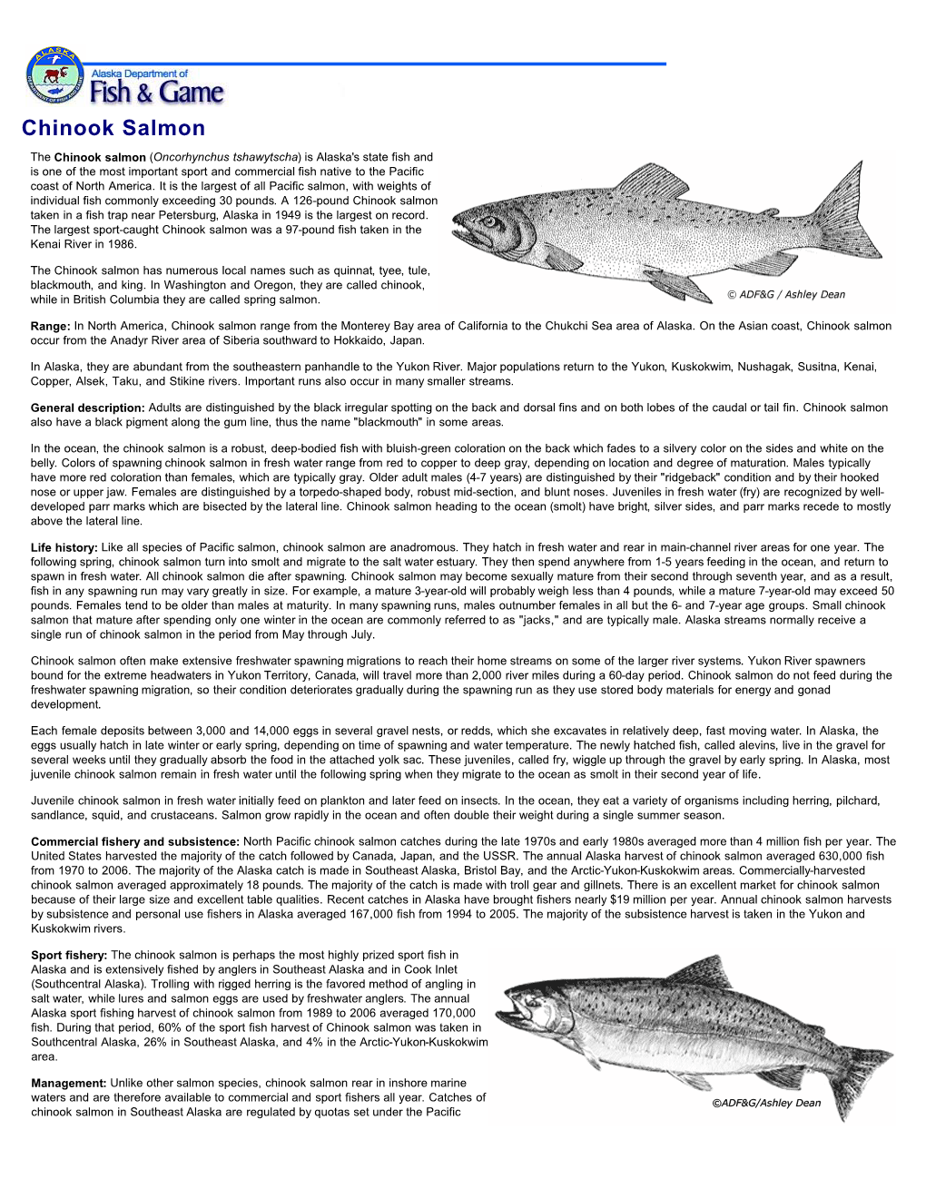 Chinook Salmon