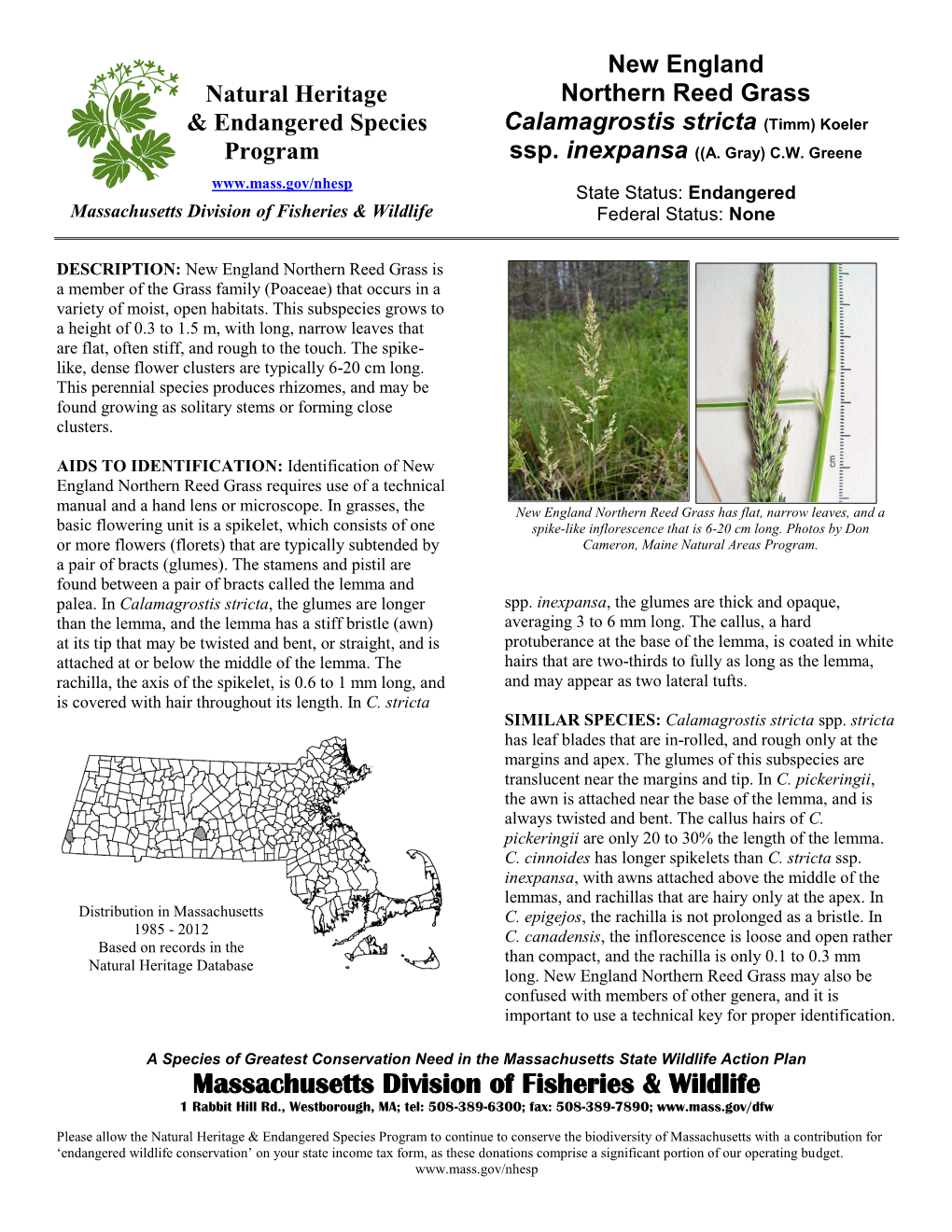 New England Northern Reed Grass Is a Member of the Grass Family (Poaceae) That Occurs in a Variety of Moist, Open Habitats