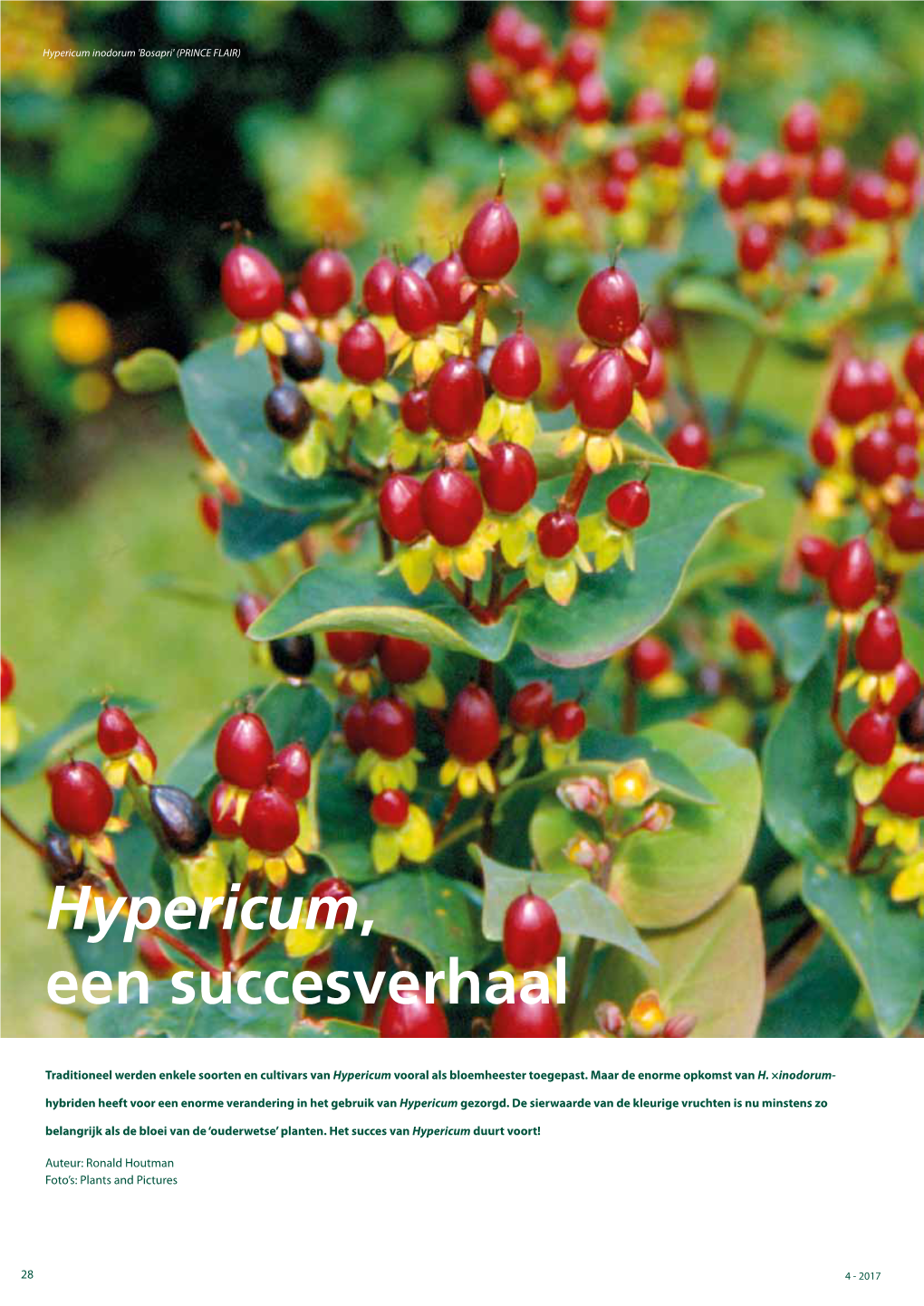 Hypericum, Een Succesverhaal