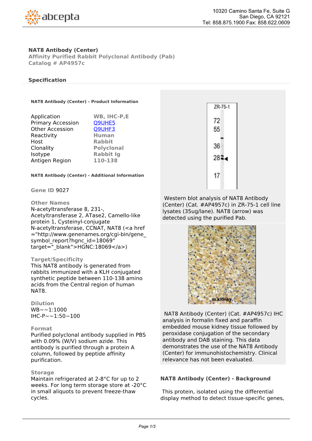 NAT8 Antibody (Center) Affinity Purified Rabbit Polyclonal Antibody (Pab) Catalog # Ap4957c