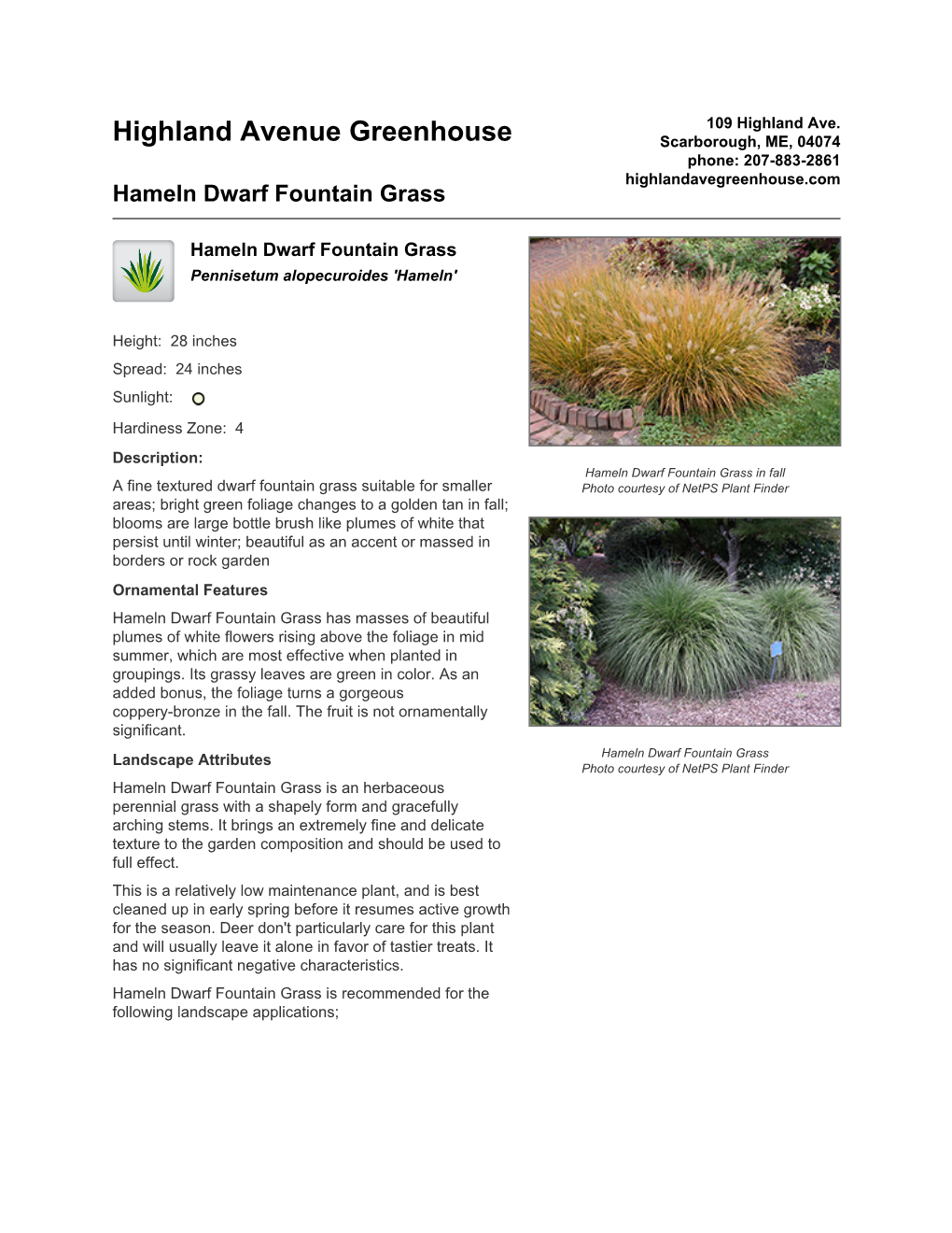 Highland Avenue Greenhouse Hameln Dwarf Fountain Grass