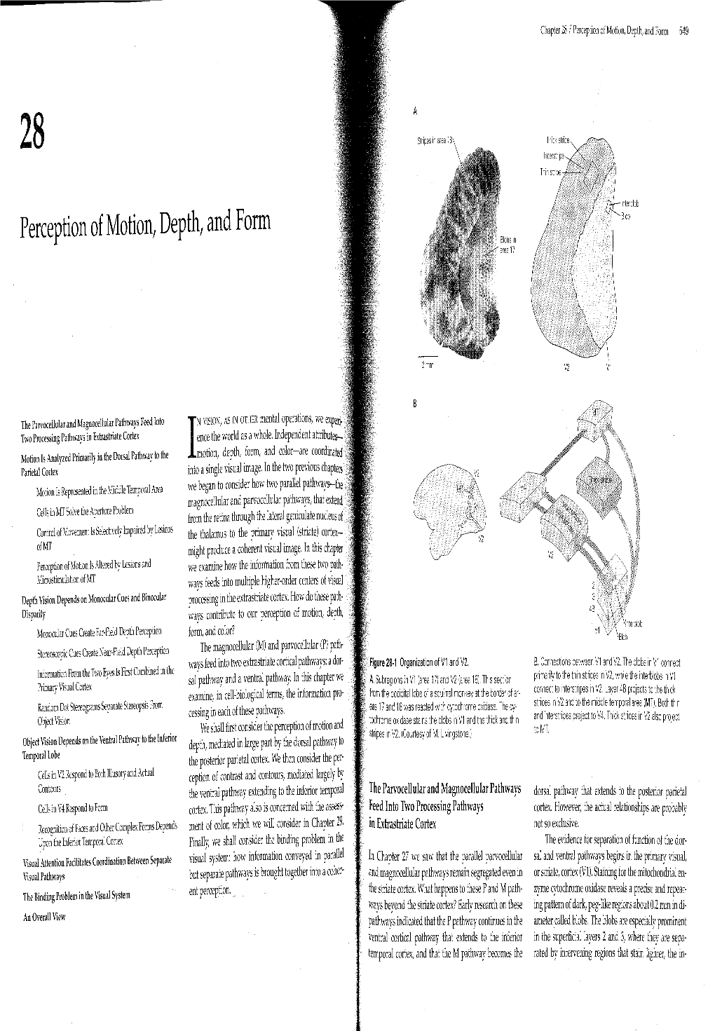 Perception of Motion, Depth, and Form 549