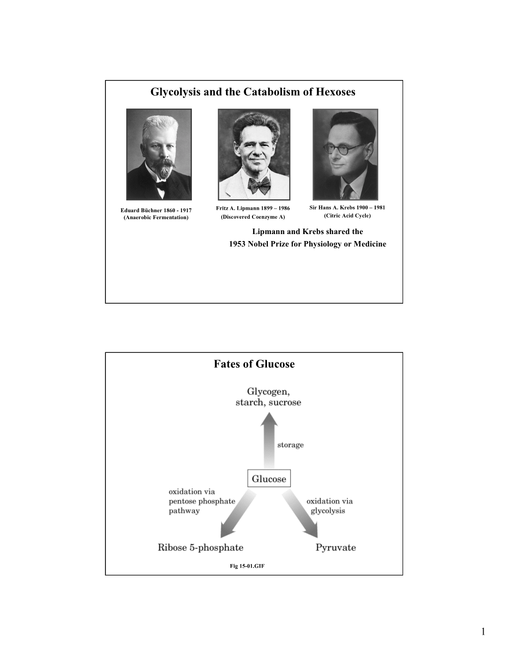 Glycolysis and the Catabolism of Hexoses Fates of Glucose