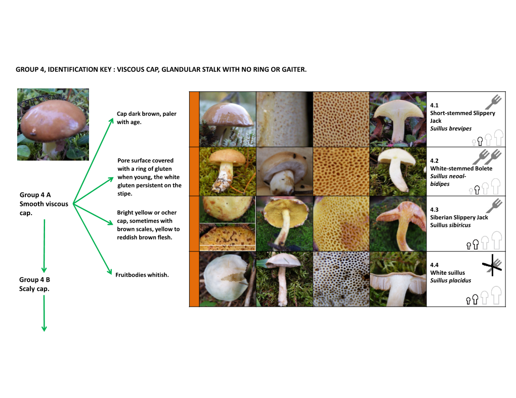 Group 4, Identification Key : Viscous Cap, Glandular Stalk with No Ring Or Gaiter