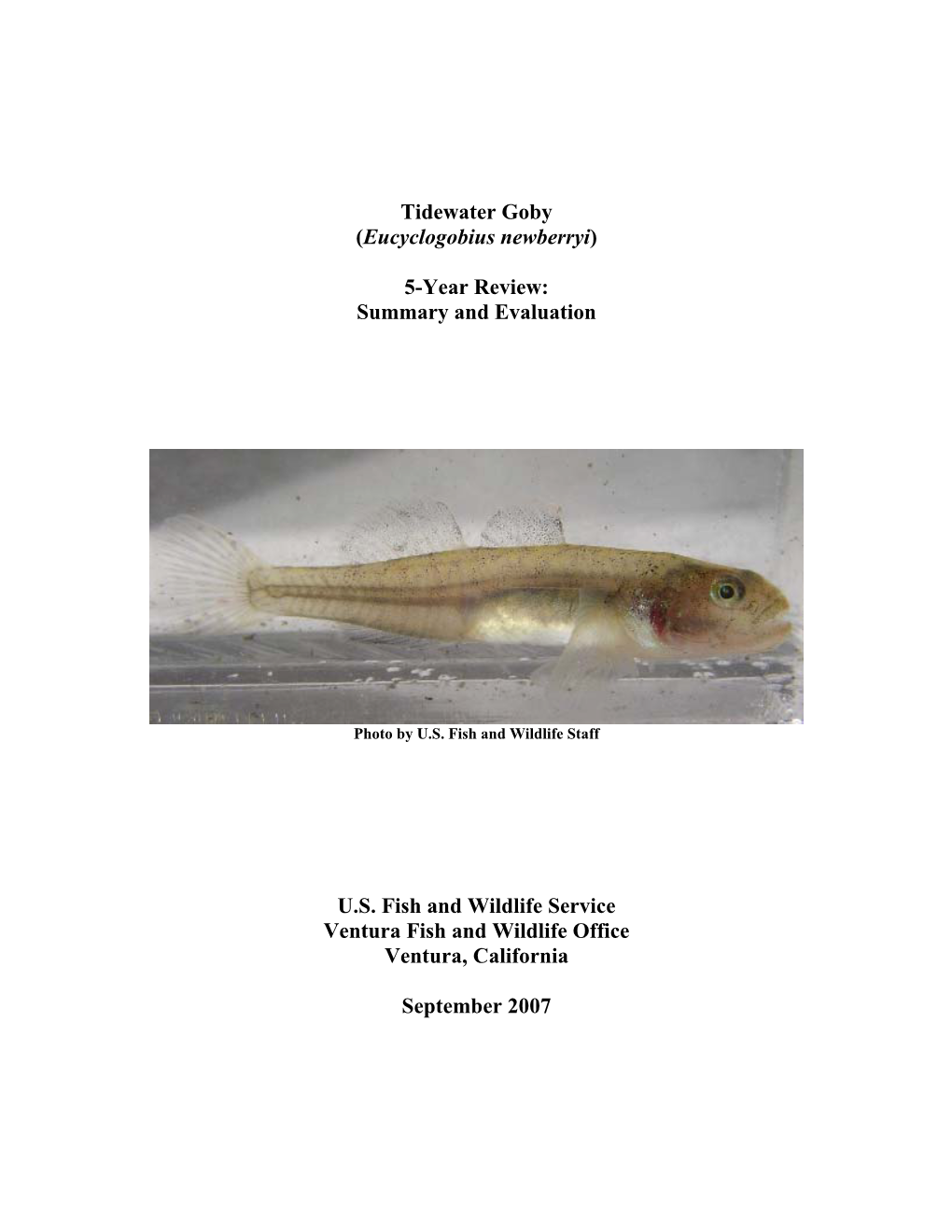 Tidewater Goby (Eucyclogobius Newberryi)