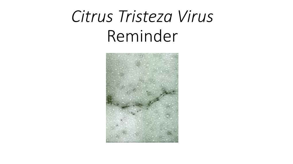 Citrus Tristeza Virus Reminder CTV Virion: • Long Flexuous Particles, 2Μm Long × 10–12 Nm in Width