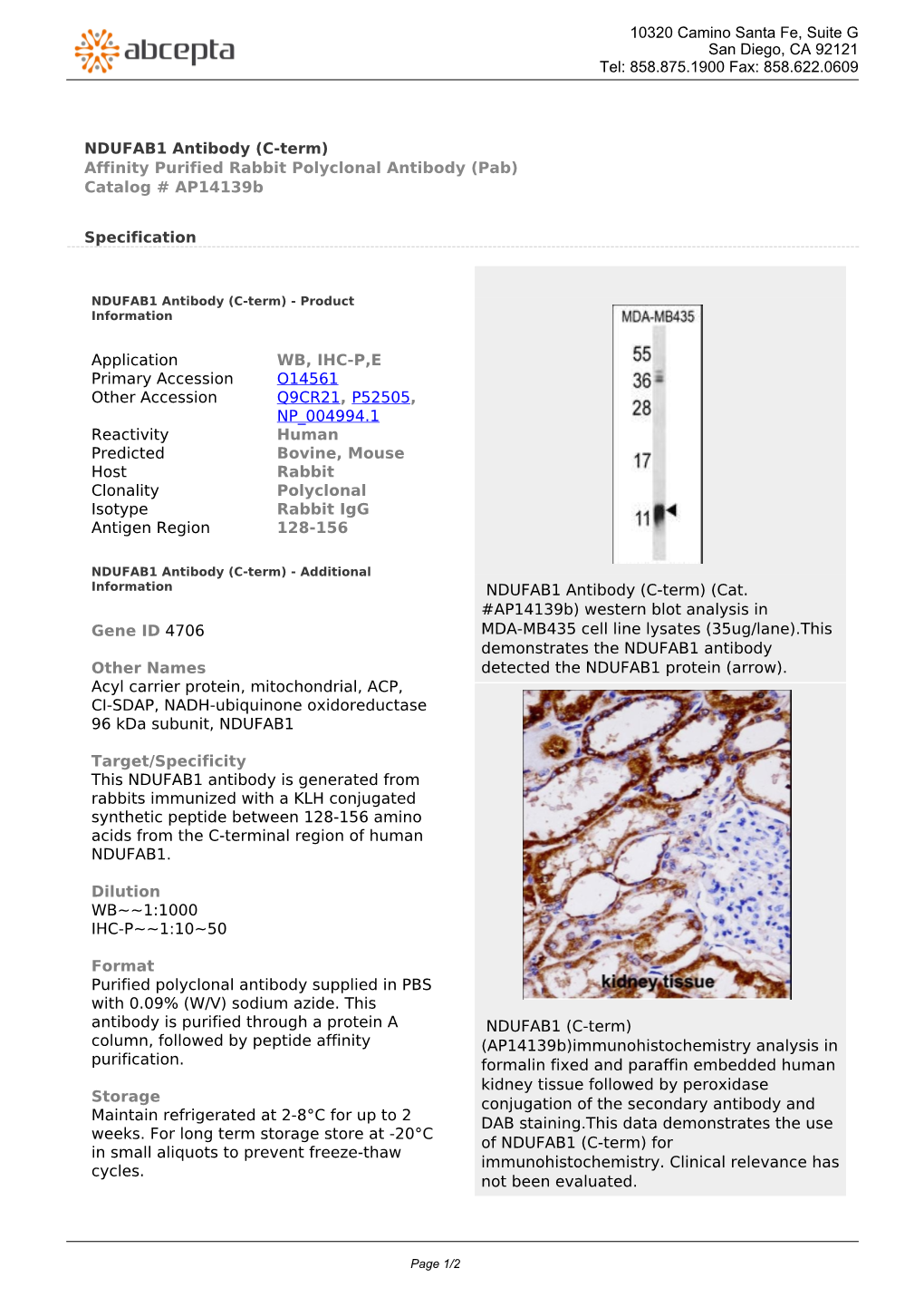 NDUFAB1 Antibody (C-Term) Affinity Purified Rabbit Polyclonal Antibody (Pab) Catalog # Ap14139b