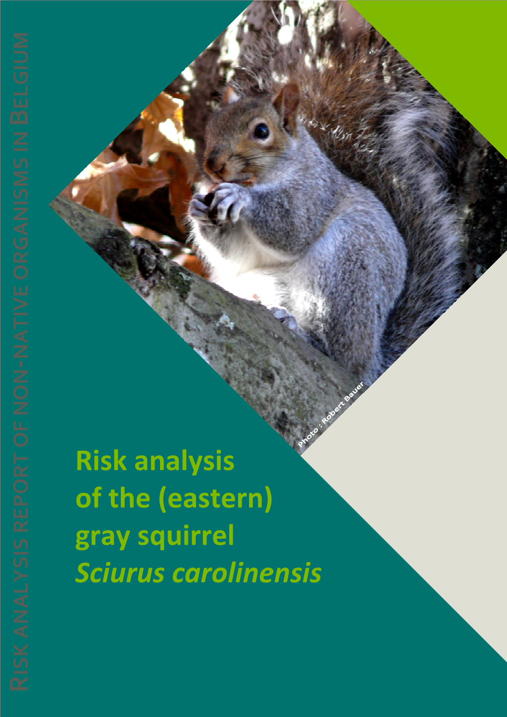 Risk Analysis of the (Eastern) Gray Squirrel Sciurus Carolinensis Risk