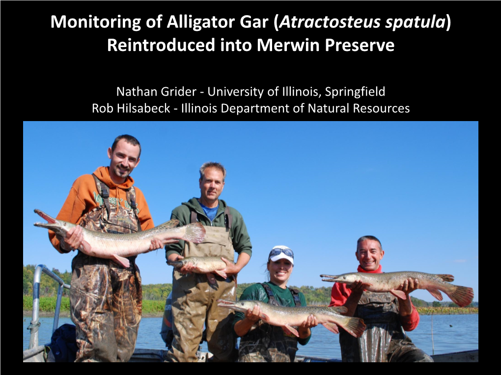 The Reintroduction of Alligator Gar (Atractosteus Spatula) at Merwin