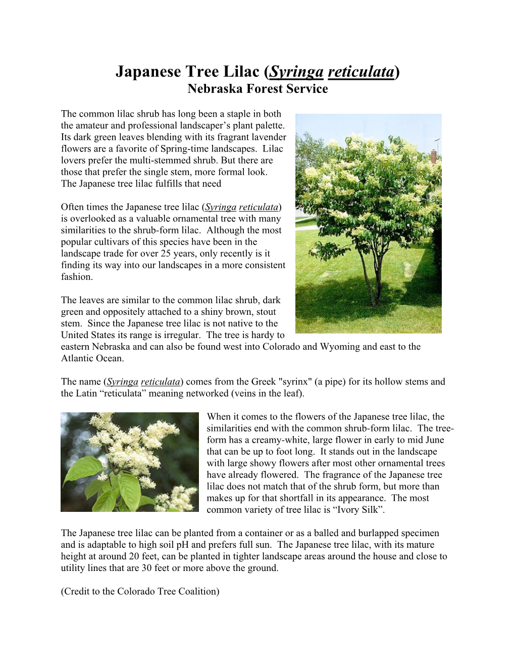 Japanese Tree Lilac (Syringa Reticulata) Nebraska Forest Service