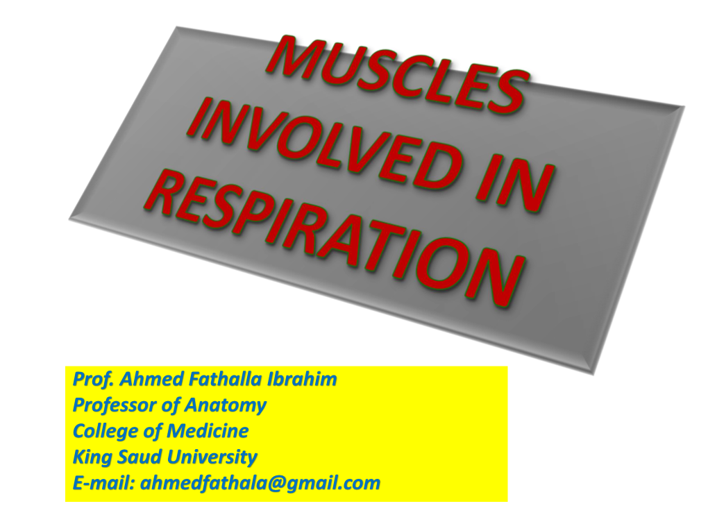 Muscles Involved in Respiration