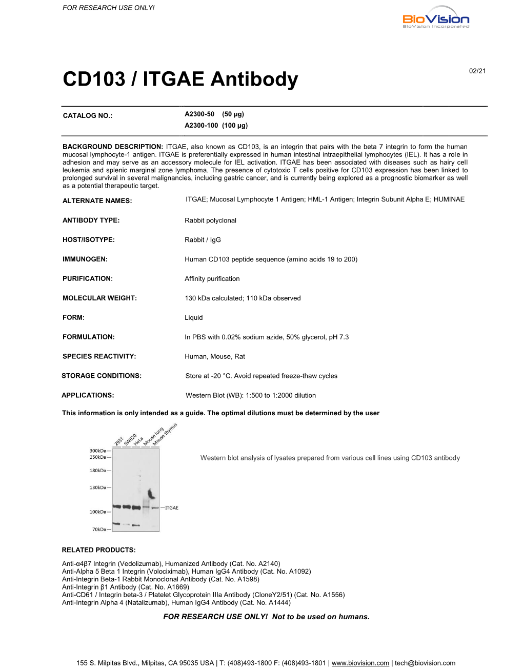 CD103 / ITGAE Antibody