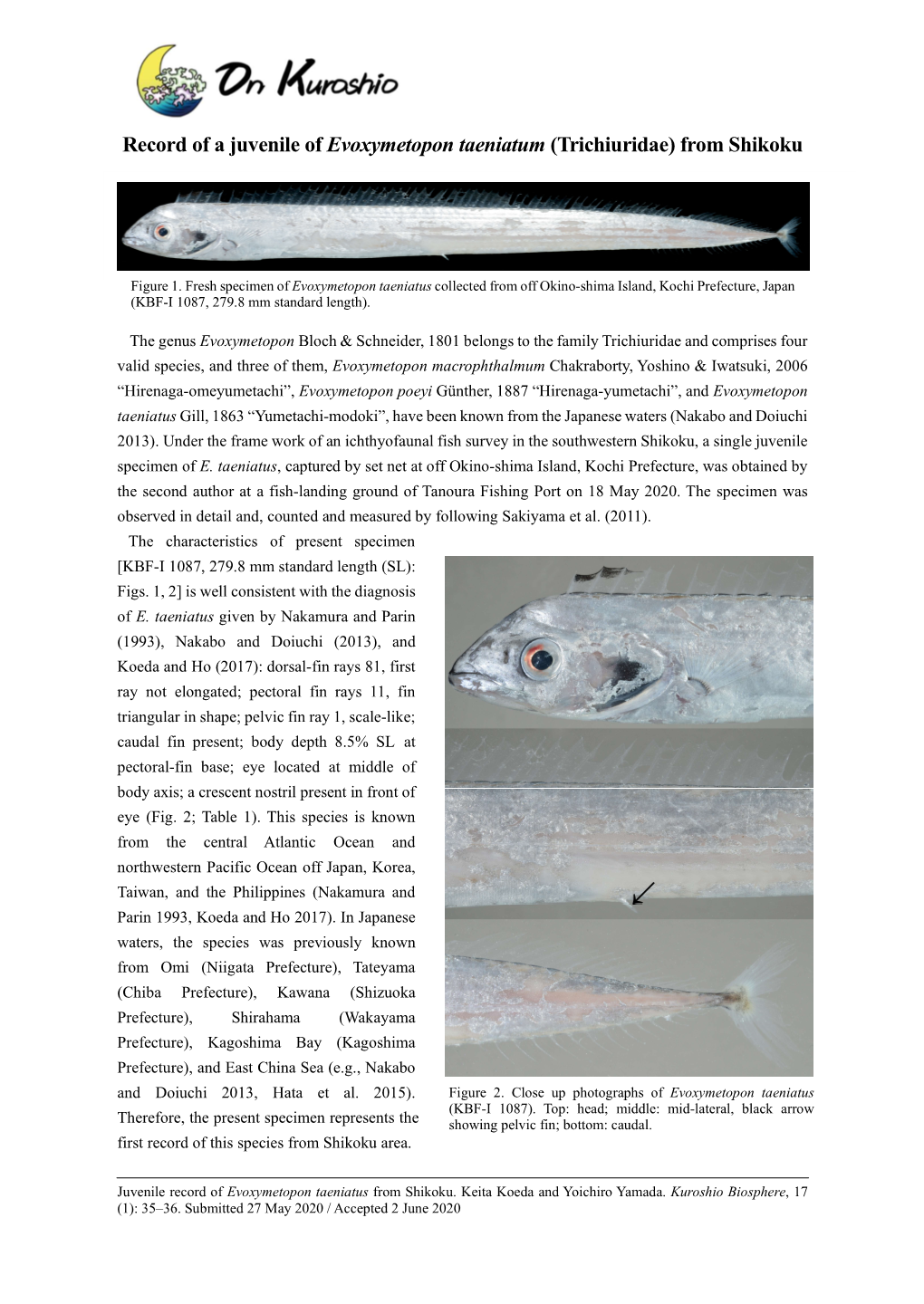 Record of a Juvenile of Evoxymetopon Taeniatum (Trichiuridae) from Shikoku