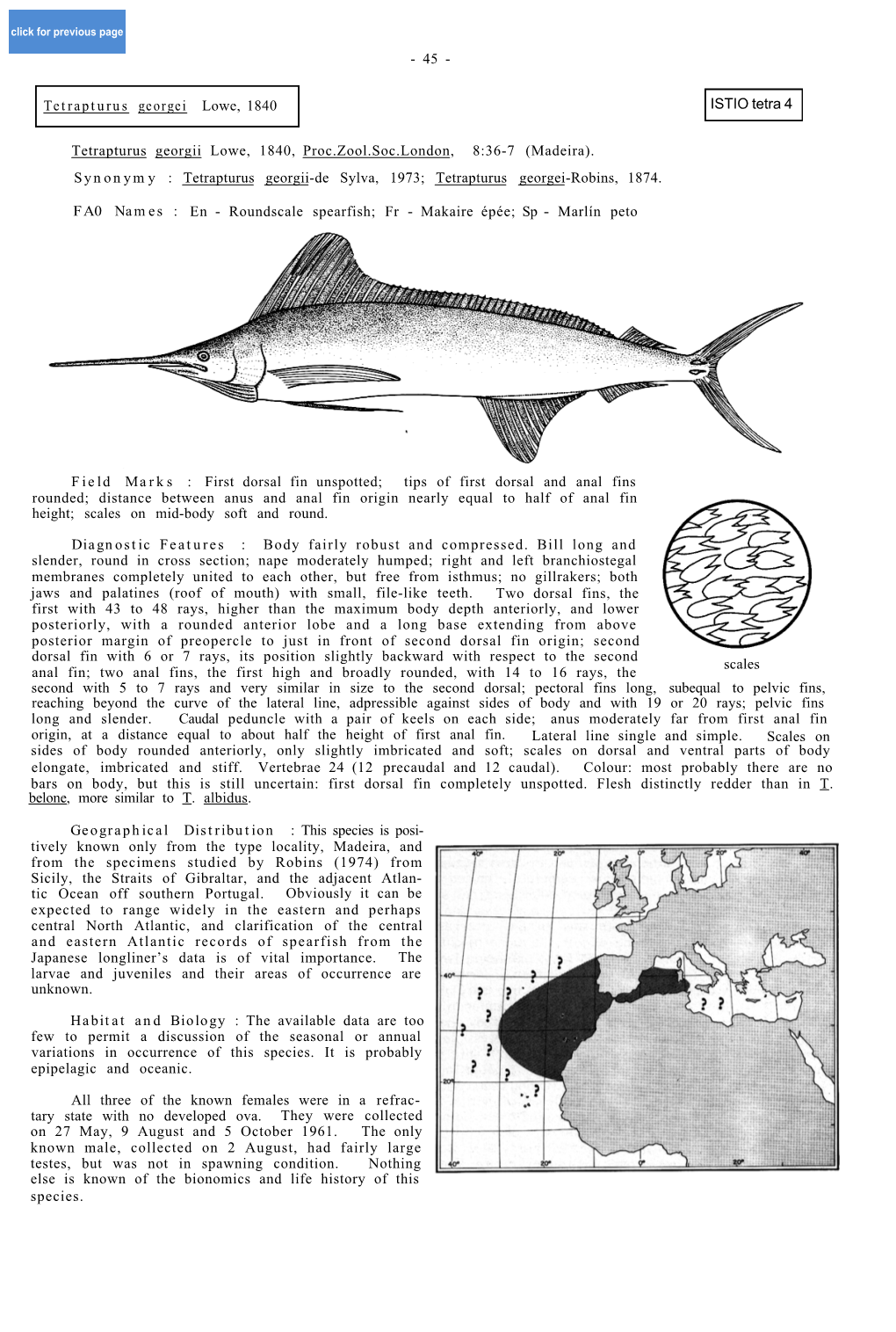 T. Georgei (Roundscale Spearfish)