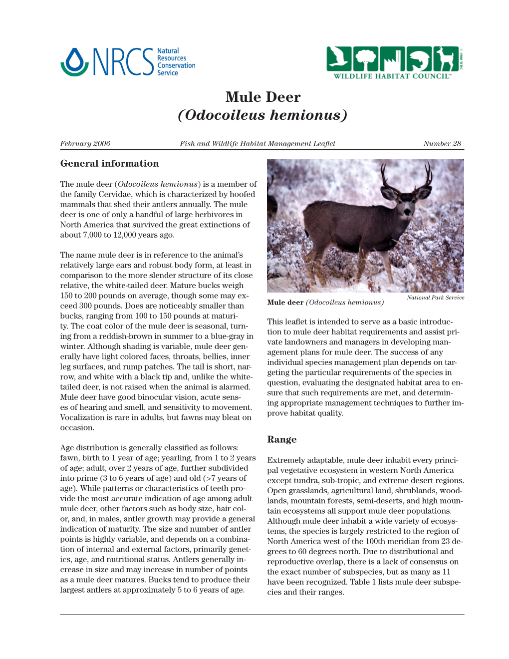 Mule Deer (Odocoileus Hemionus)