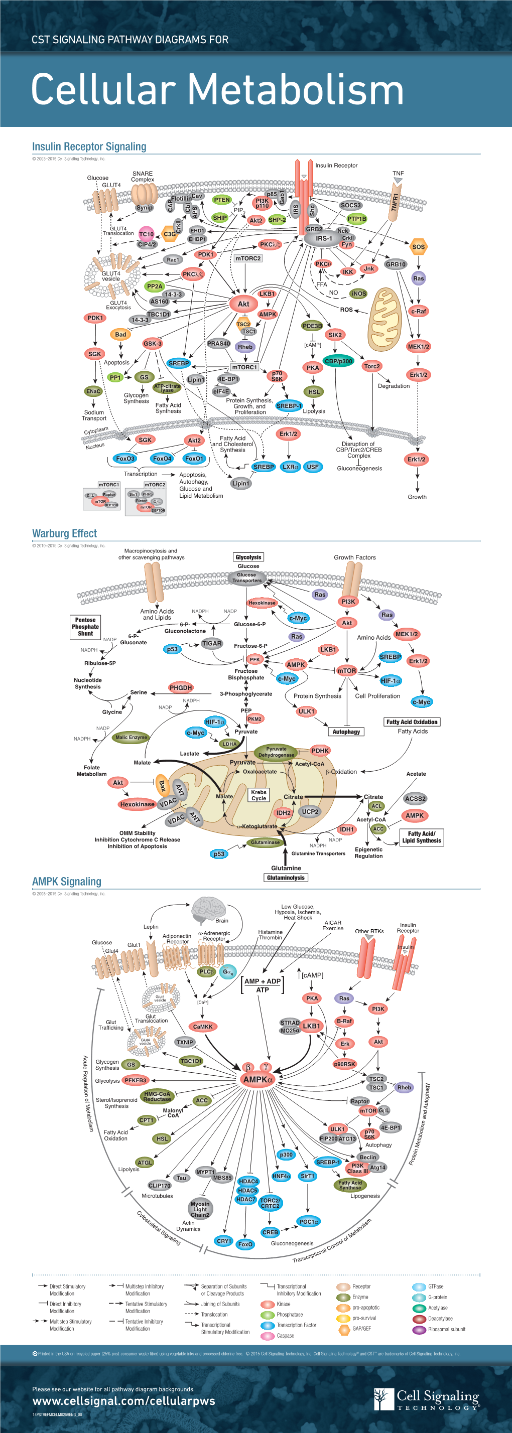 Cellular Metabolism