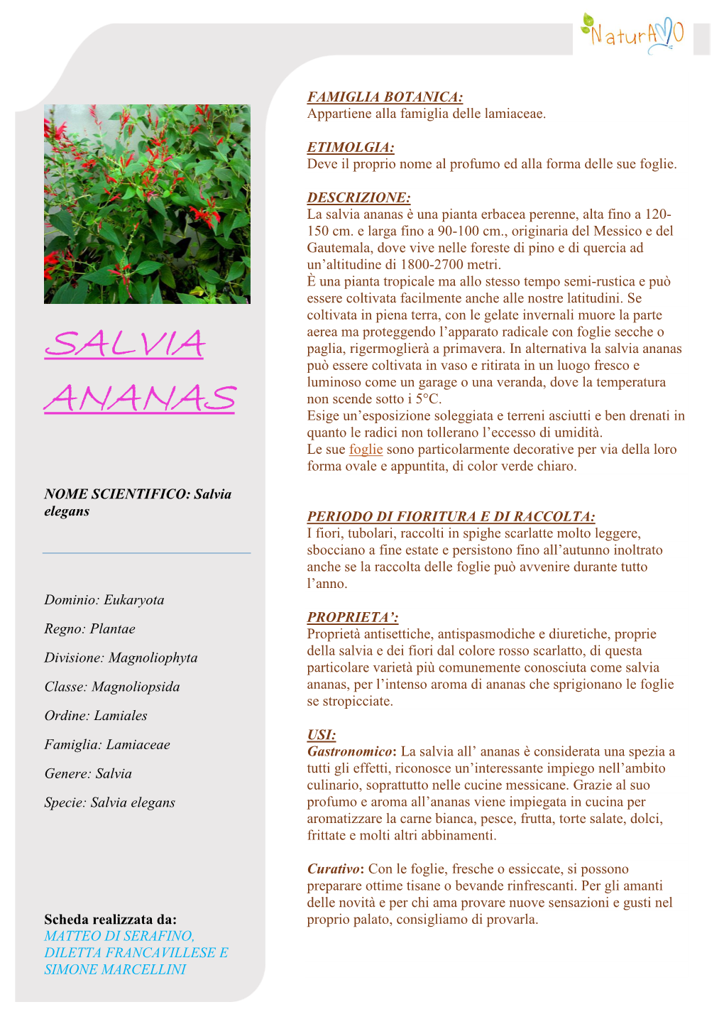 Salvia Ananas È Una Pianta Erbacea Perenne, Alta Fino a 120- 150 Cm