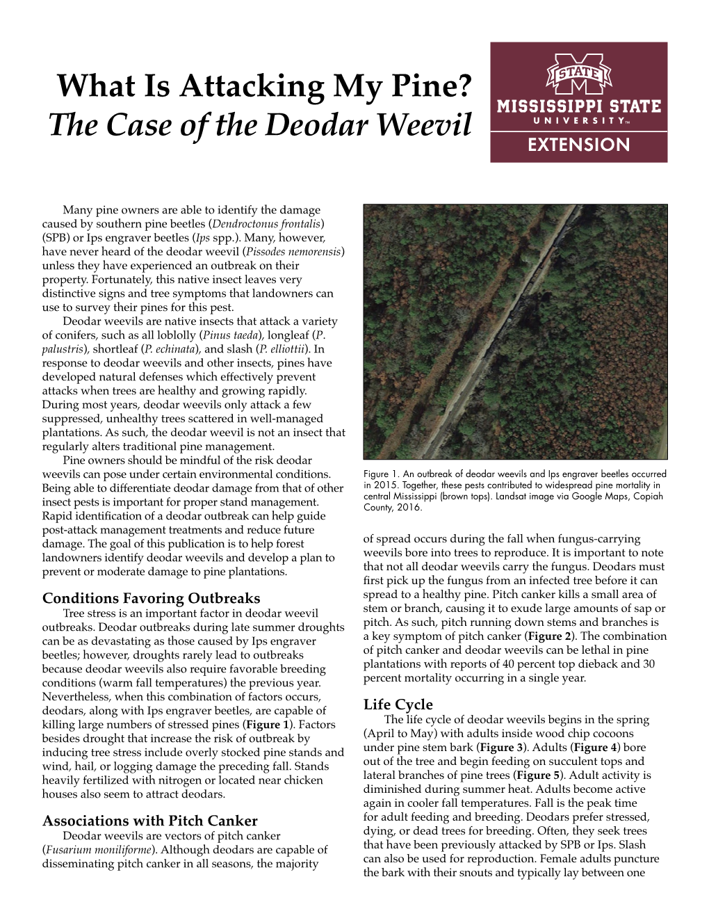 The Case of the Deodar Weevil