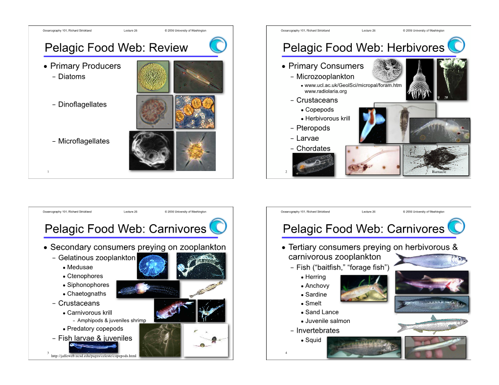 Herbivores Pelagic Food