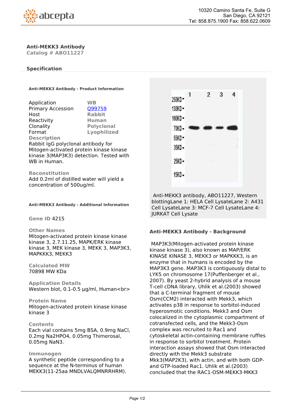 Anti-MEKK3 Antibody Catalog # ABO11227