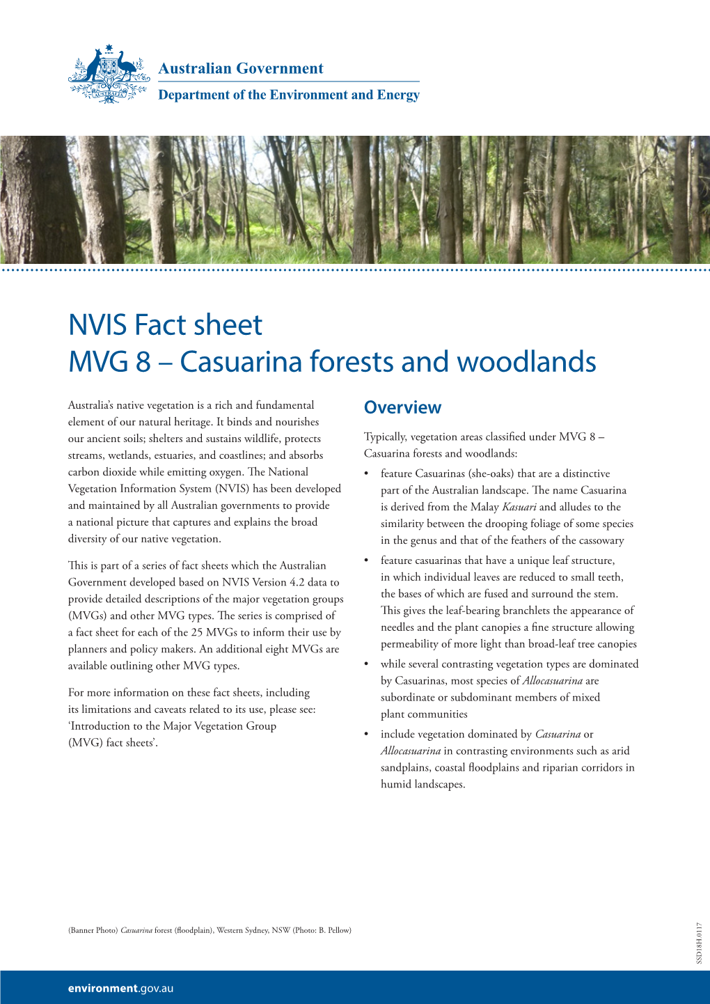 Casuarina Forests and Woodlands