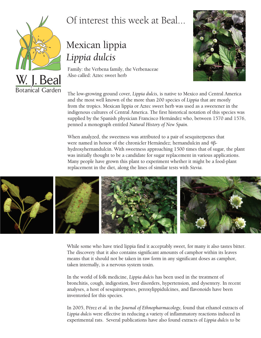 Lippia Dulcis POTW