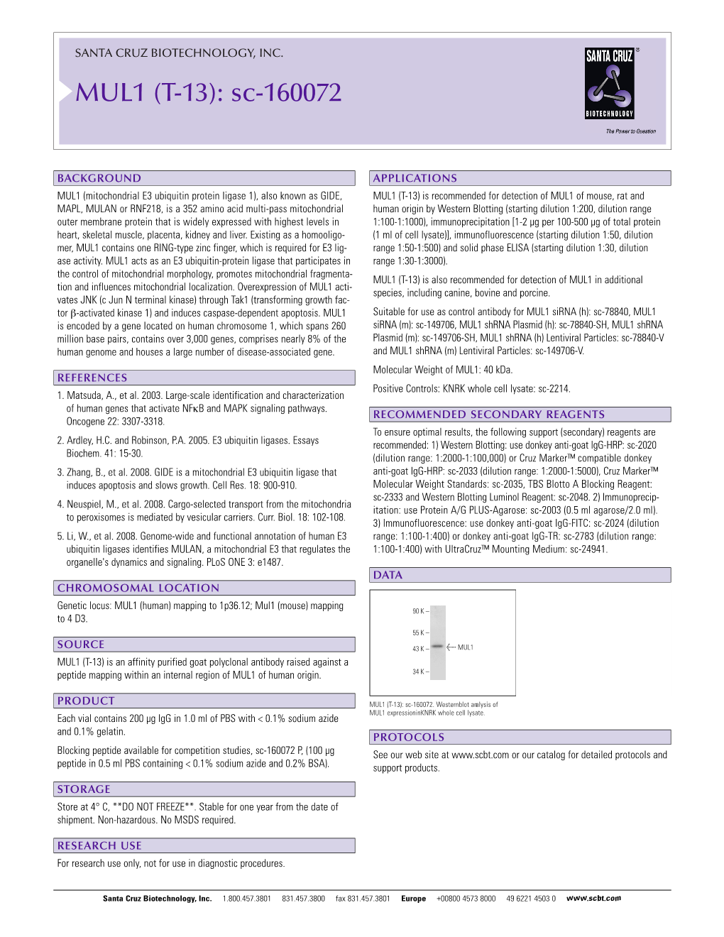 MUL1 (T-13): Sc-160072