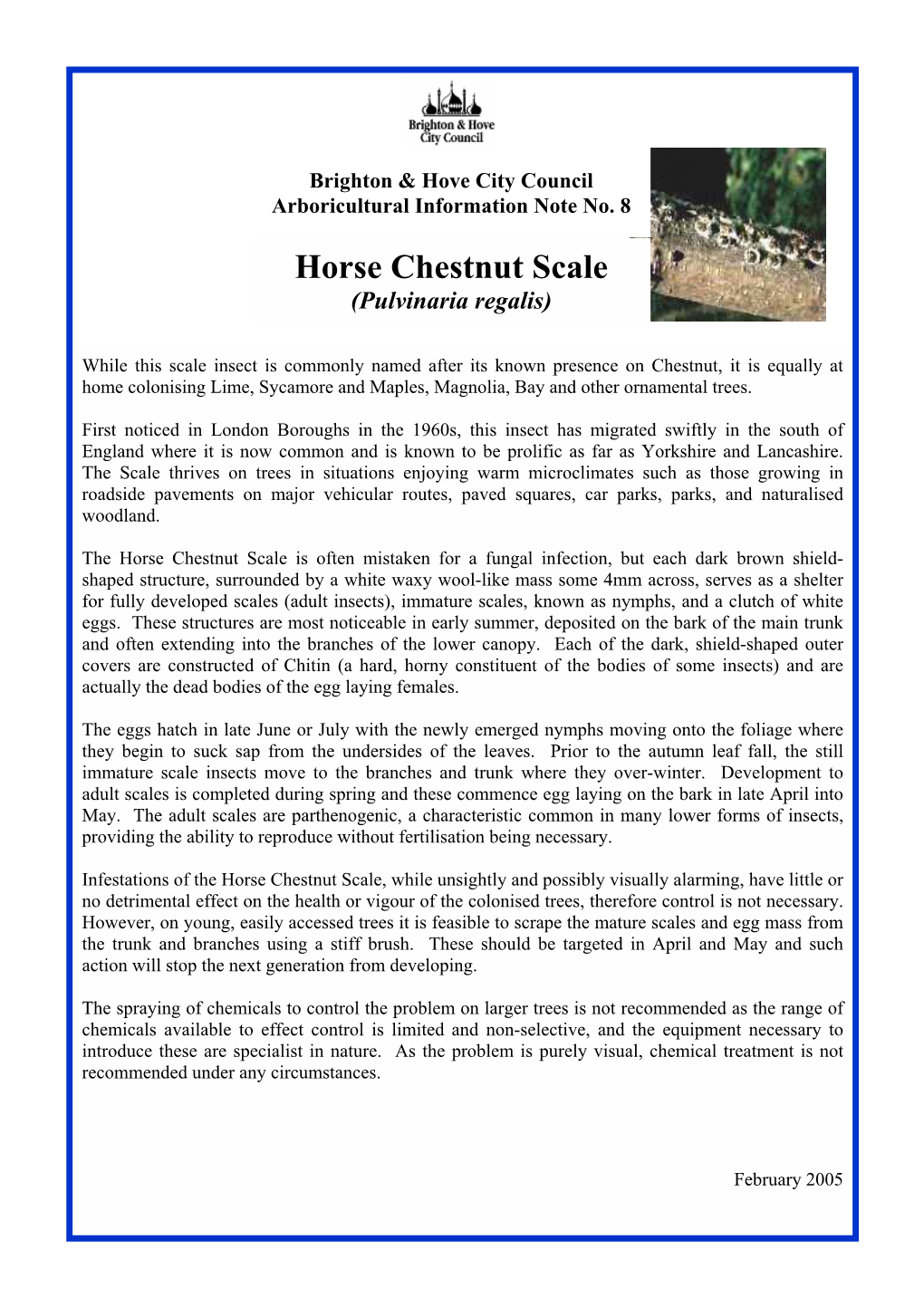 Horse Chestnut Scale (Pulvinaria Regalis)