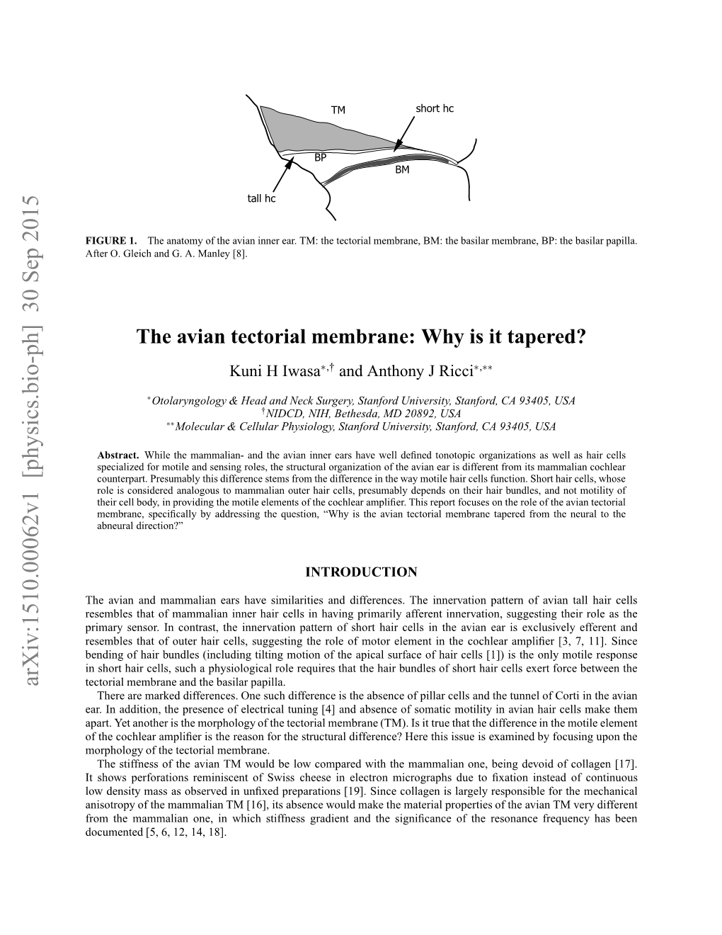 The-Avian-Tectorial-Membrane-Why-Is