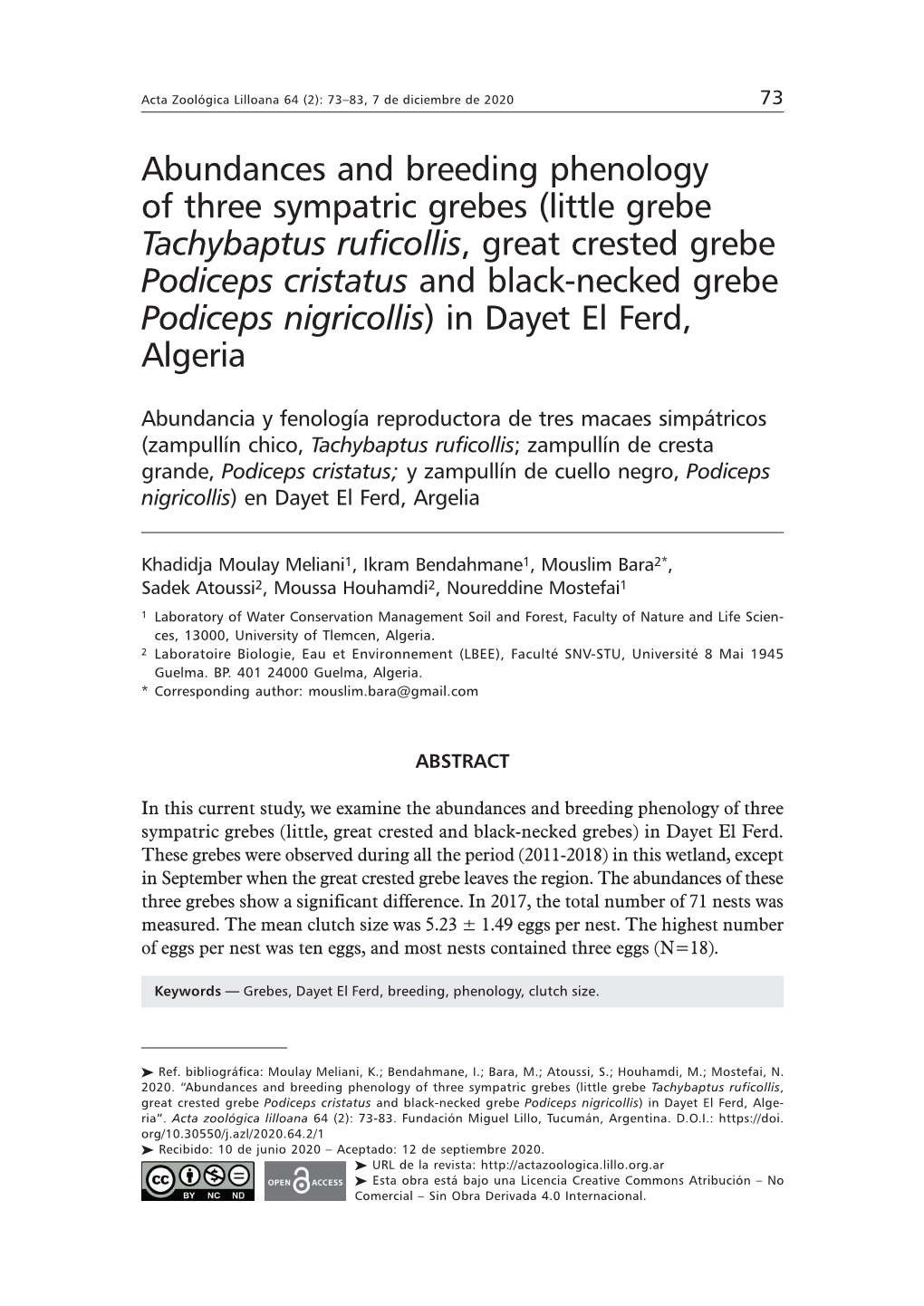 Little Grebe Tachybaptus Ruficollis, Great Crested Grebe Podiceps Cristatus and Black-Necked Grebe Podiceps Nigricollis) in Dayet El Ferd, Algeria