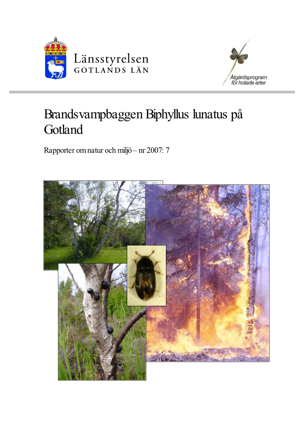 Brandsvampbaggen Biphyllus Lunatus På Gotland