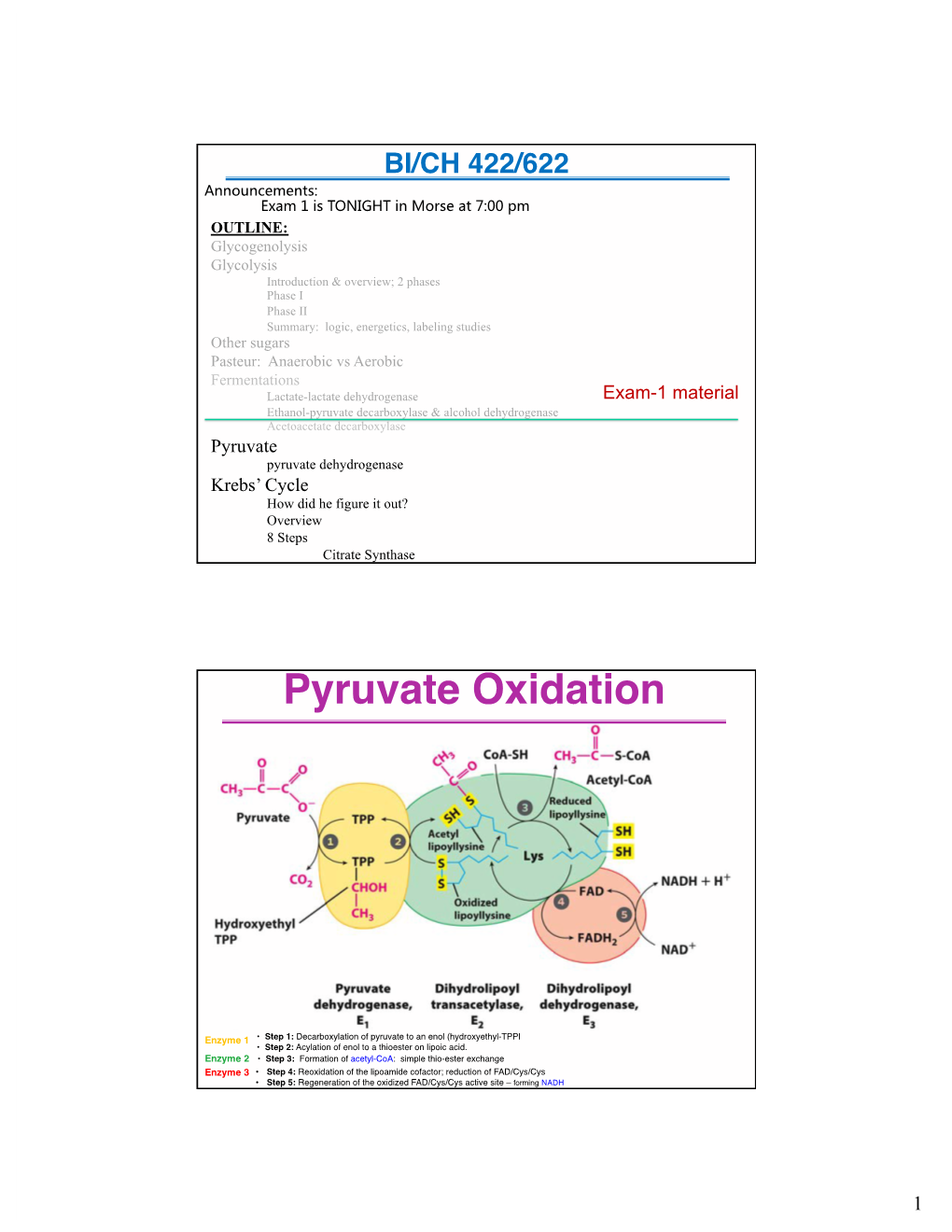 The Citric Acid Cycle