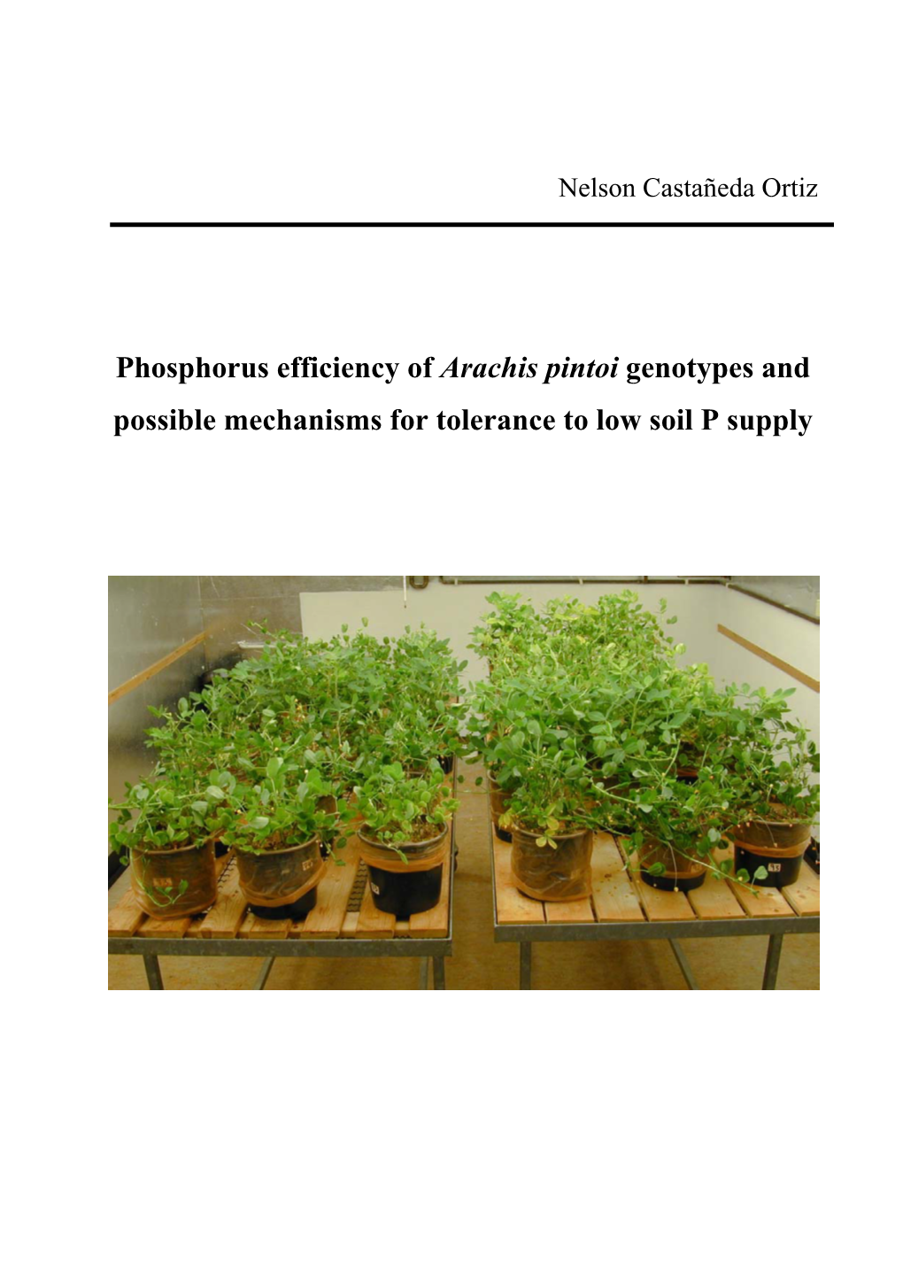 Phosphorus Efficiency of Arachis Pintoi Genotypes and Possible Mechanisms for Tolerance to Low Soil P Supply