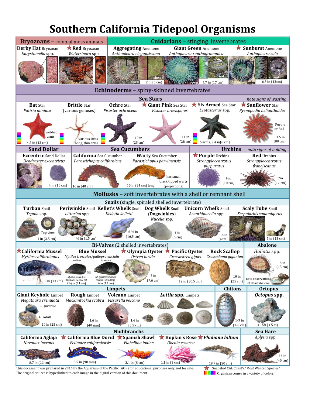 Southern California Tidepool Organisms