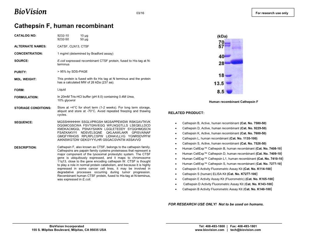 9232-Cathepsin F, Human Recombinant