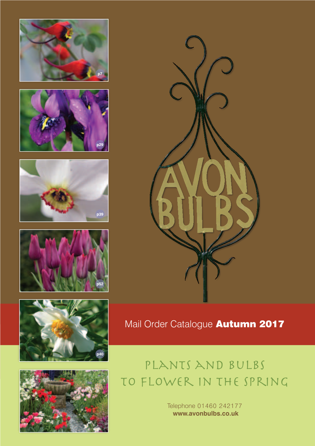 Plants and Bulbs to Flower in the Spring