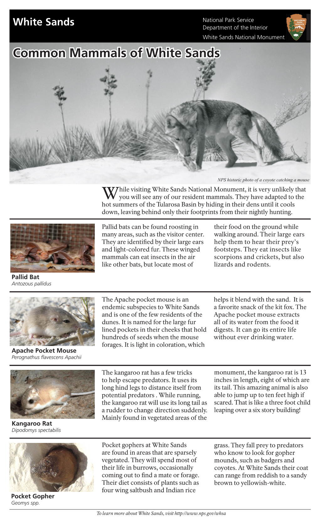 Common Mammals of White Sands