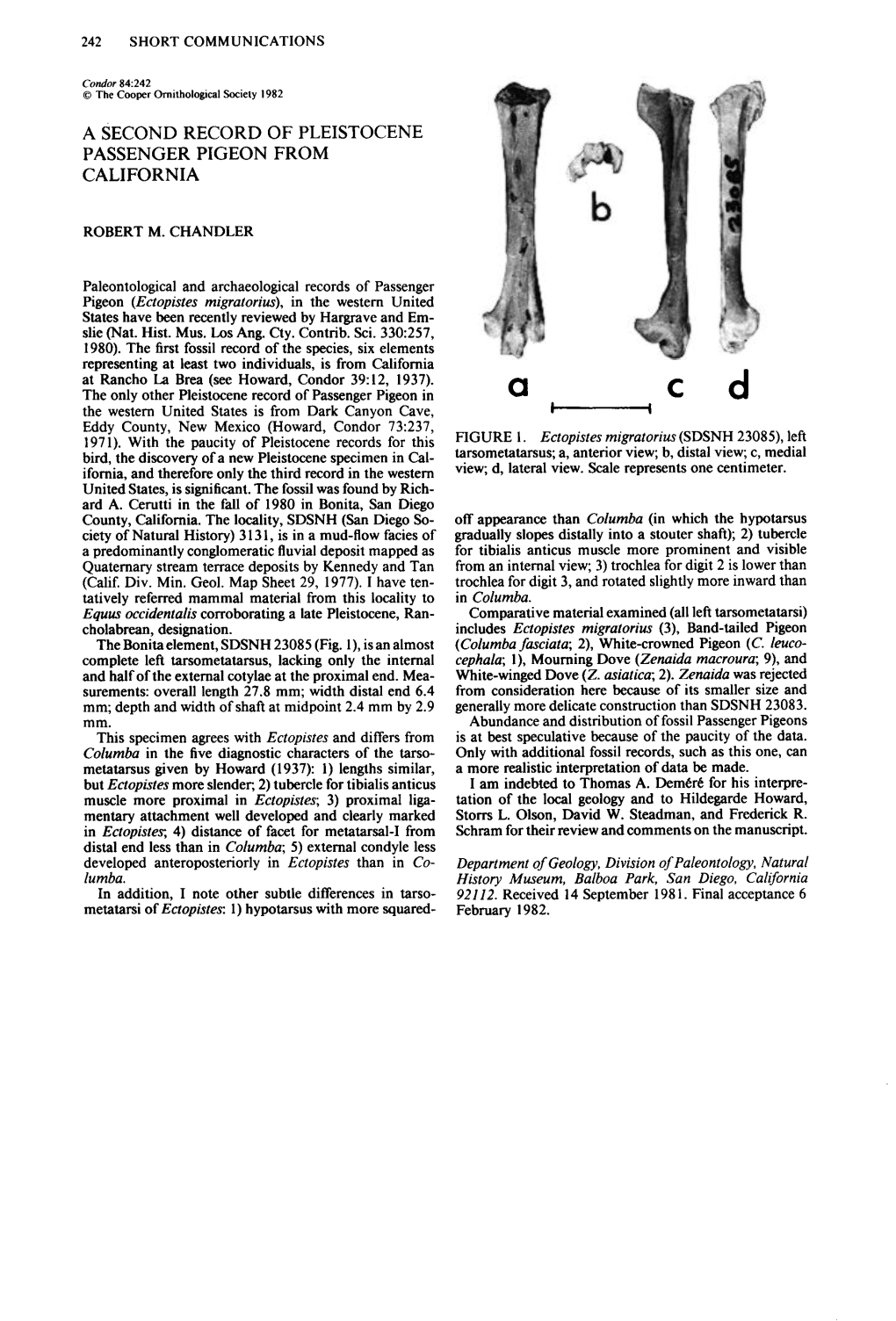 A Second Record of Pleistocene Passenger Pigeon from California