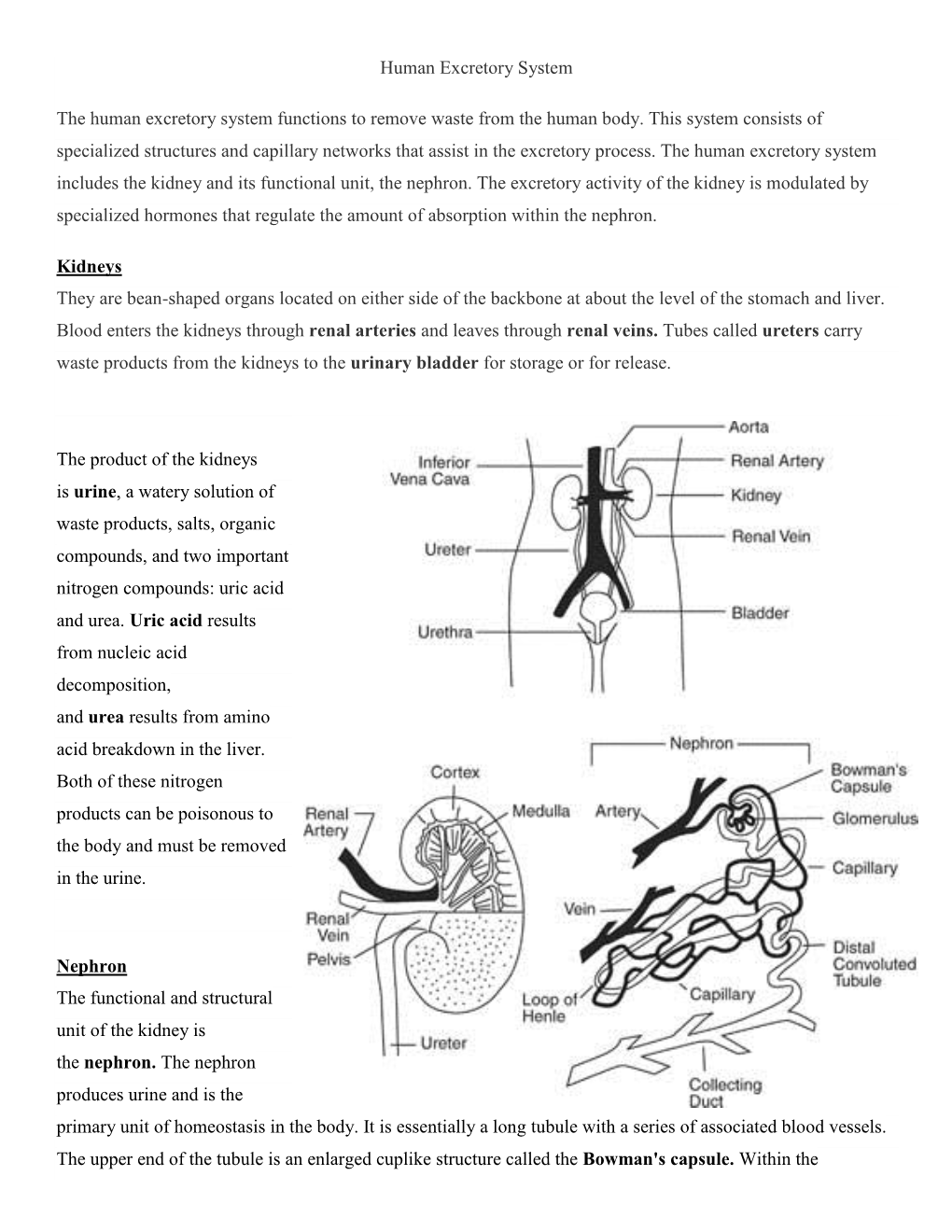 Human Excretory System