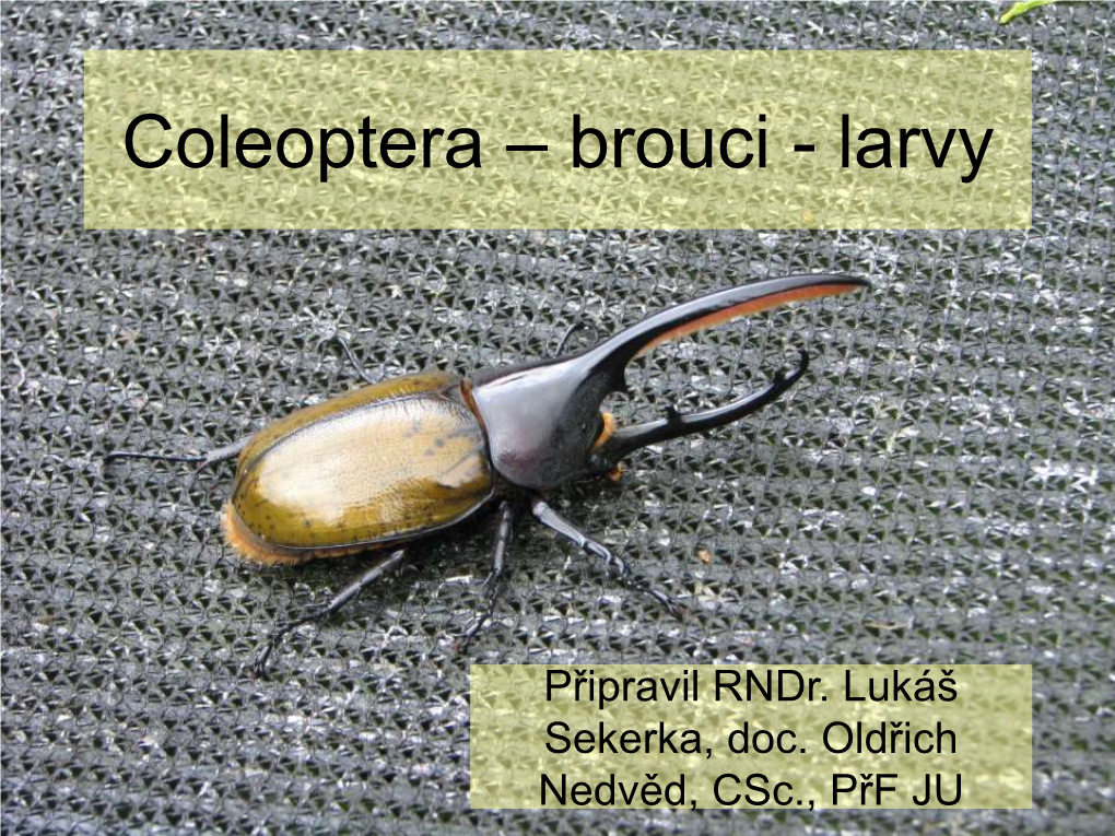 Coleoptera – Brouci - Larvy